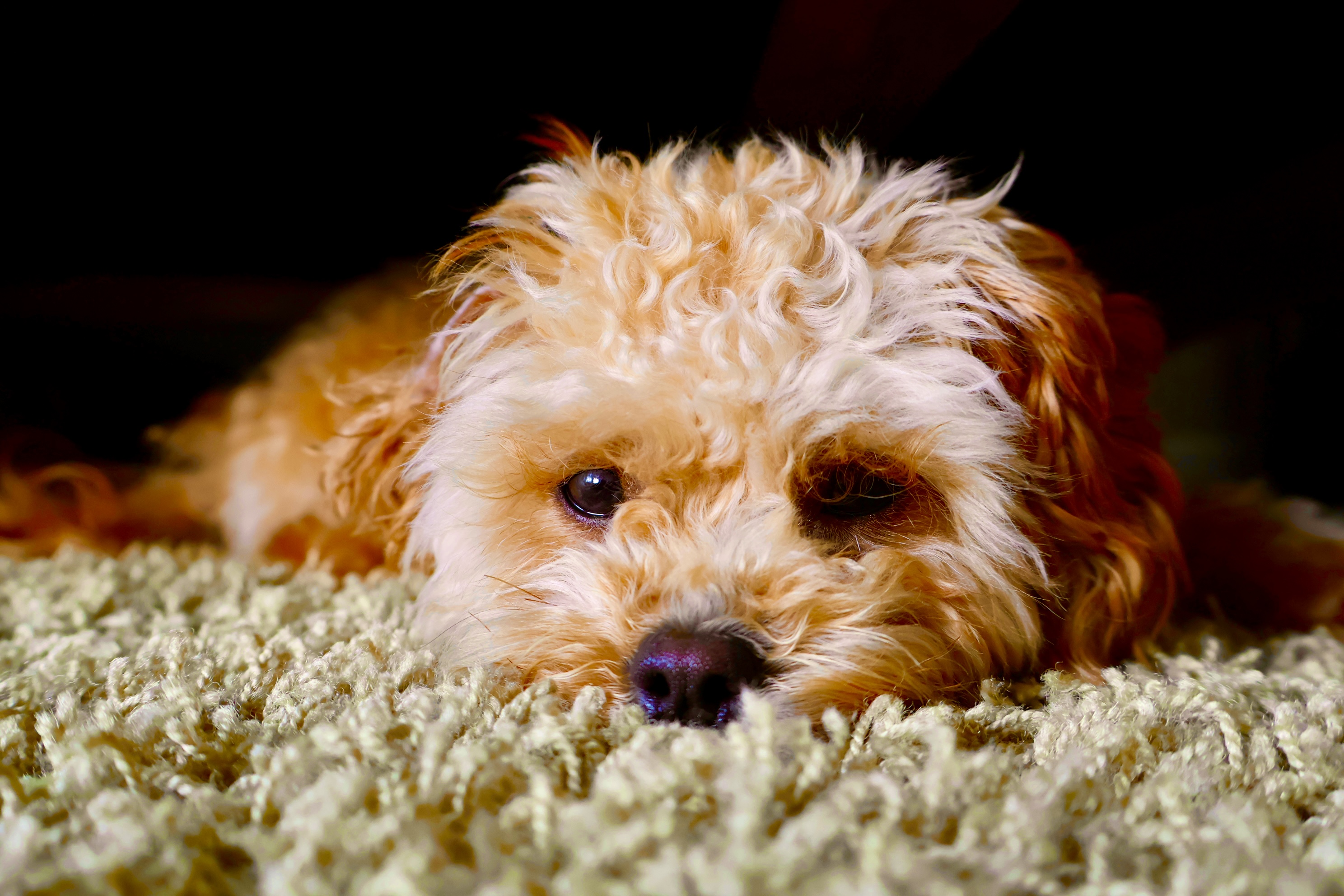 Dog rests her head after a long walk.